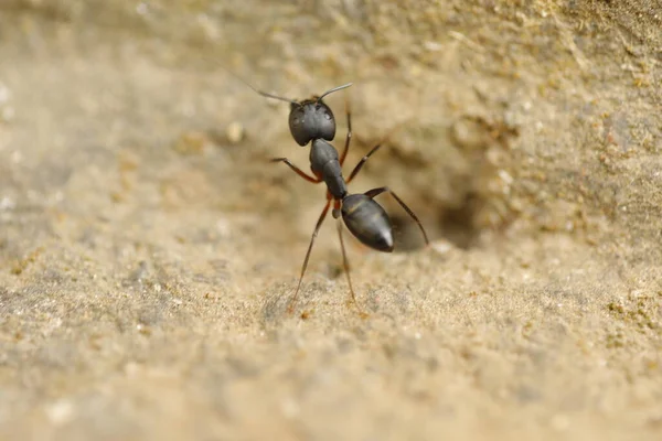 Semut Hitam Membangun Rumah Tanah Gurun Kering — Stok Foto