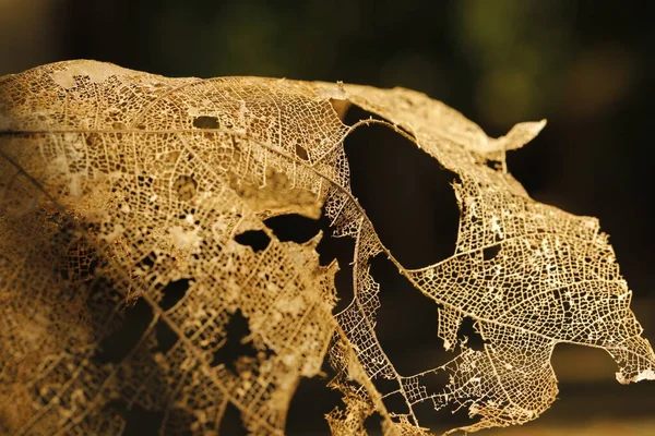 Damaged Dry Leaf Macro Shot — 图库照片