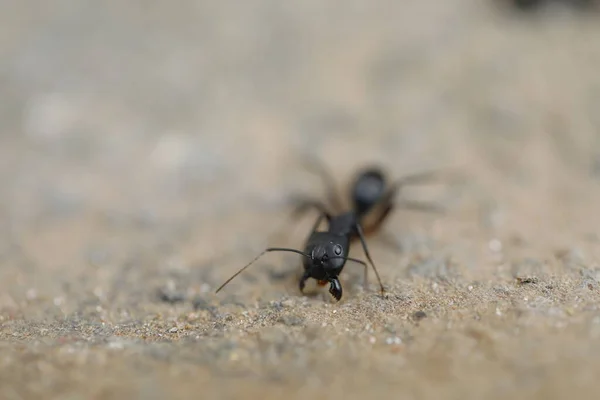 Formigas Negras Constroem Casa Solo Seco Deserto — Fotografia de Stock