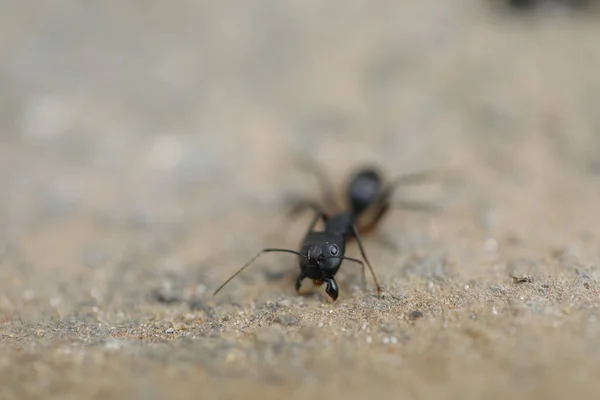 Hormigas Negras Construyen Hogar Suelo Seco Del Desierto — Foto de Stock