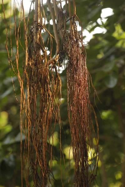 Medicated Plant Roots Macro Shot —  Fotos de Stock