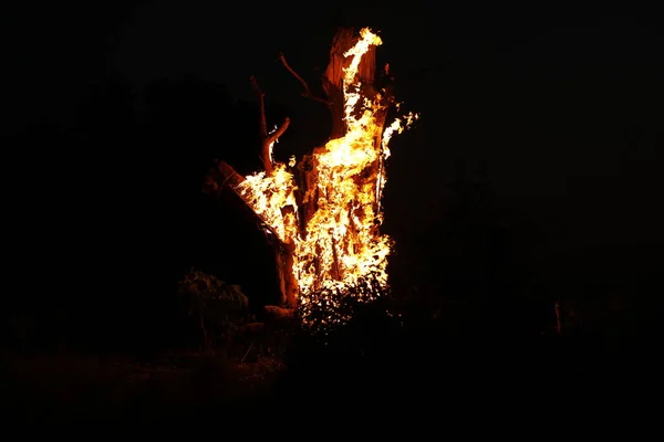 Boom Branden Het Bos — Stockfoto