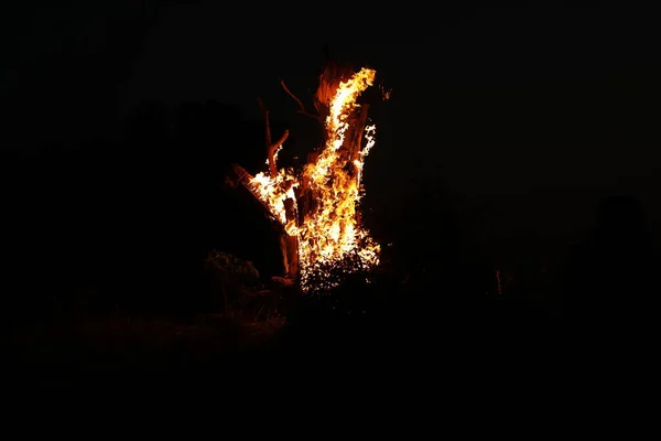 Tree Burn Forest — Foto Stock