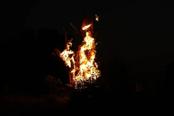 Tree Burn Forest — ストック写真