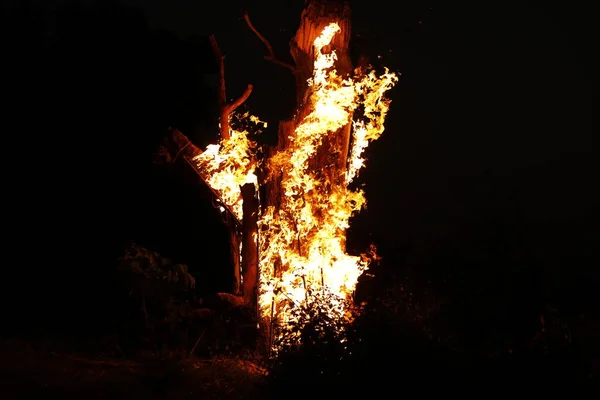 Tree Burn Forest — стоковое фото