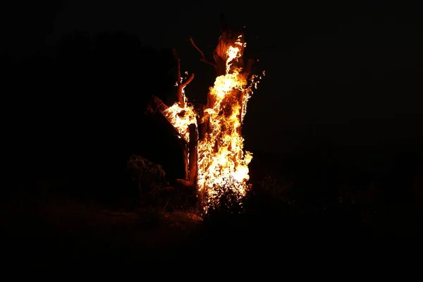 Tree Burn Forest — Stock Photo, Image