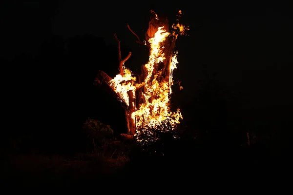 Tree Burn Forest — Stock Fotó