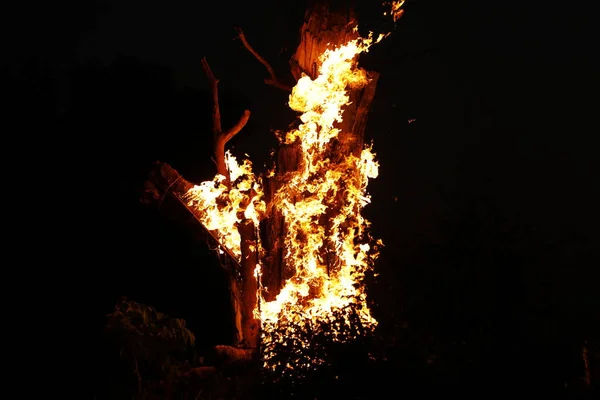 Tree Burn Forest — 图库照片
