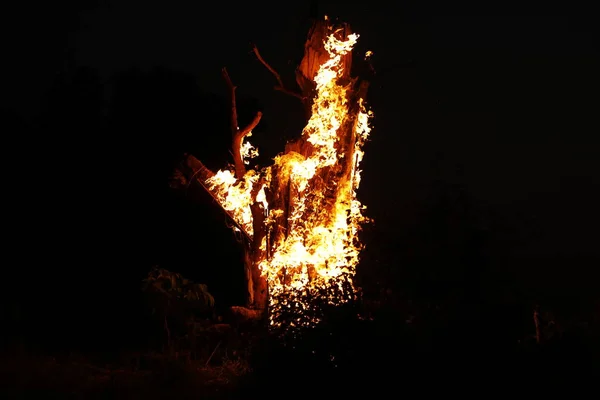 Tree Burn Forest — стоковое фото