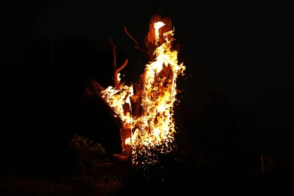 Tree Burn Forest — Fotografia de Stock