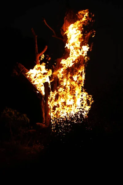 Tree Burn Forest — Fotografia de Stock