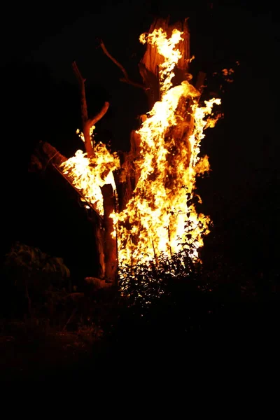 Tree Burn Forest — Stock Photo, Image