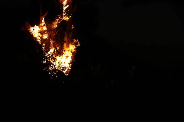 Tree Burn Forest — Fotografia de Stock