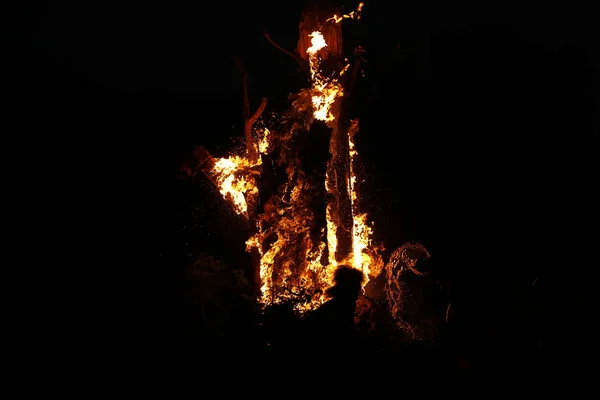 Tree Burn Forest — Stok fotoğraf
