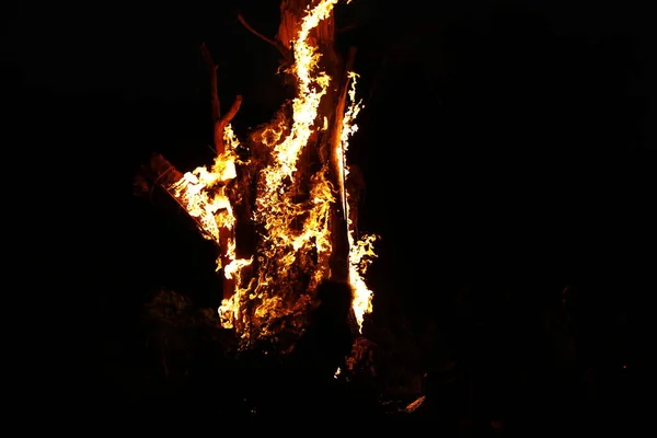 Tree Burn Forest — Zdjęcie stockowe