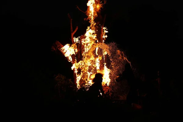 Tree Burn Forest — Foto de Stock