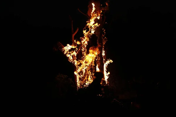 Tree Burn Forest — Fotografia de Stock