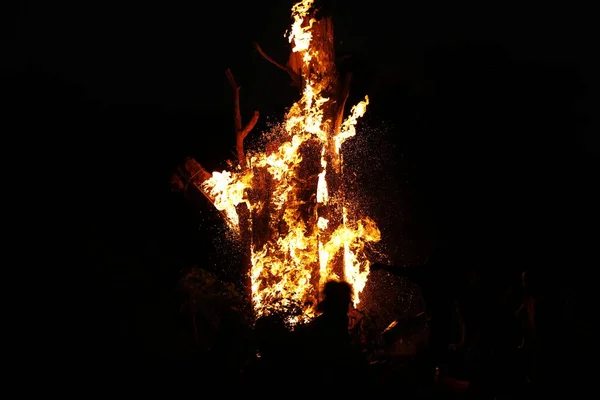 Tree Burn Forest — Foto de Stock