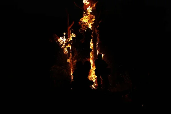 Tree Burn Forest — Fotografia de Stock