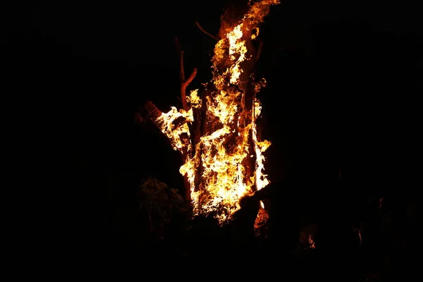 Tree Burn Forest — стоковое фото