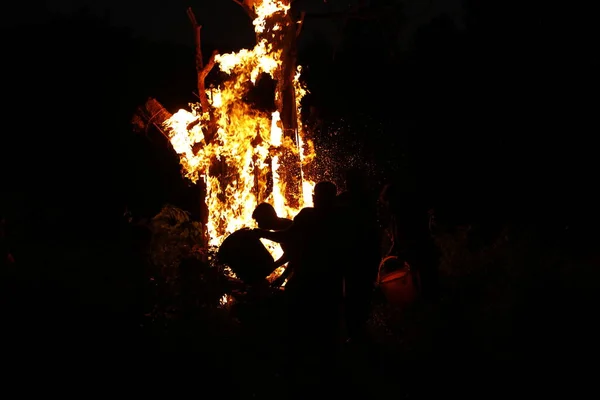 Tree Burn Forest — Stock Photo, Image