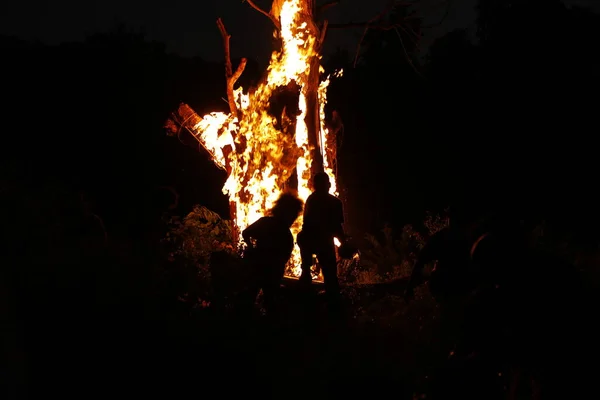 Tree Burn Forest — Stock Photo, Image