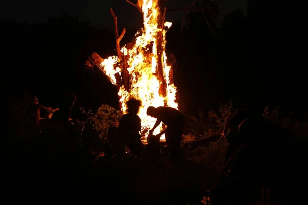 Tree Burn Forest — Stock Photo, Image