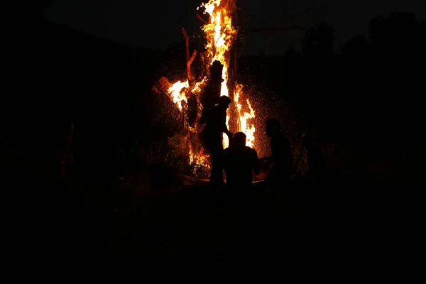 Tree Burn Forest — Foto de Stock