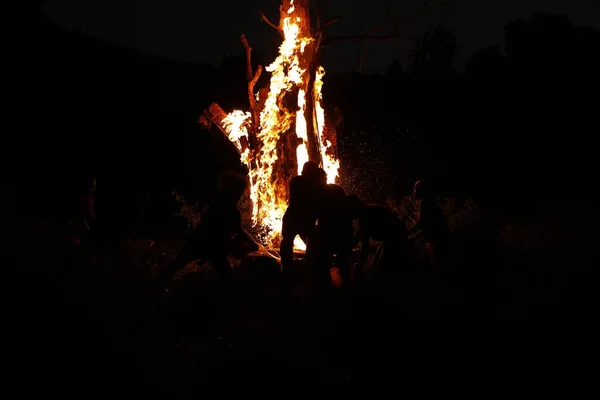 Tree Burn Forest — Foto Stock