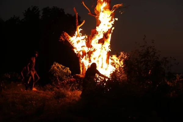 Tree Burn Forest —  Fotos de Stock