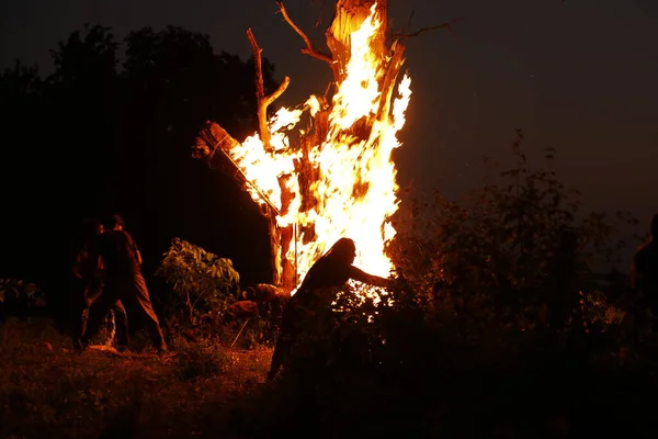 Tree Burn Forest — Stock Photo, Image