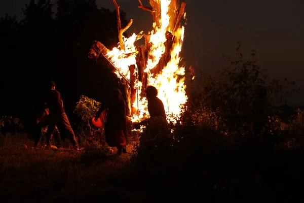 Tree Burn Forest — 스톡 사진