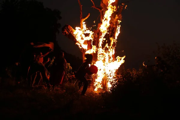 Tree Burn Forest — Fotografia de Stock