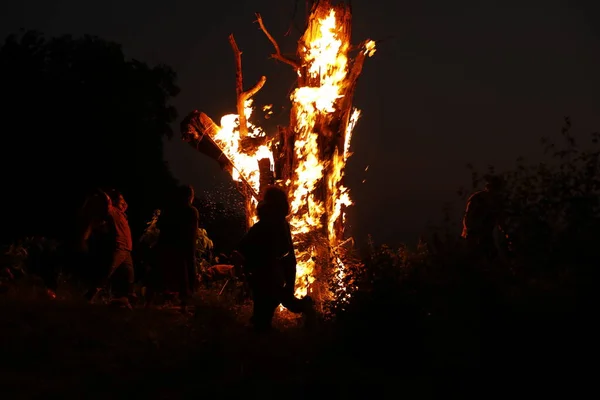 Tree Burn Forest — Foto de Stock