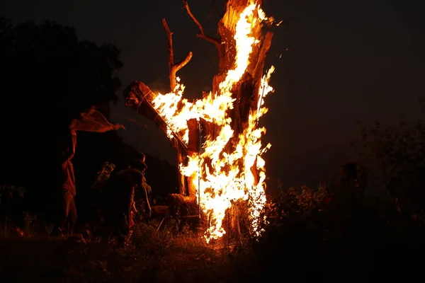 Tree Burn Forest — Stock Fotó