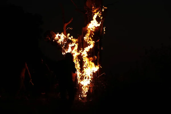 Tree Burn Forest — Photo
