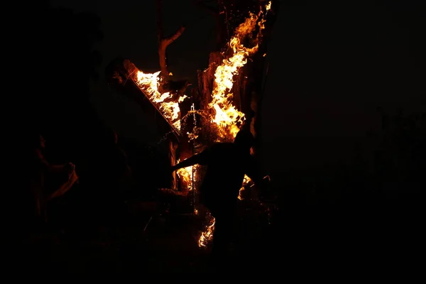 Tree Burn Forest — Stock fotografie