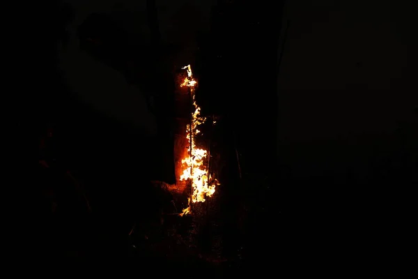 Tree Burn Forest — Zdjęcie stockowe