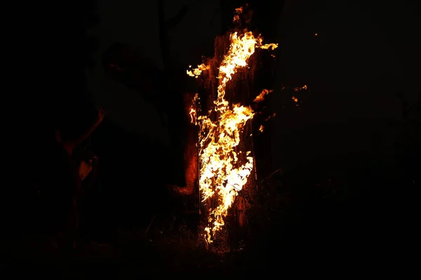 Tree Burn Forest — стоковое фото