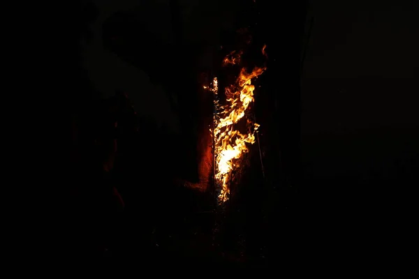 Tree Burn Forest — Stockfoto