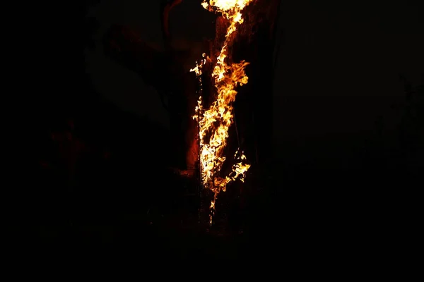Tree Burn Forest — Stok fotoğraf