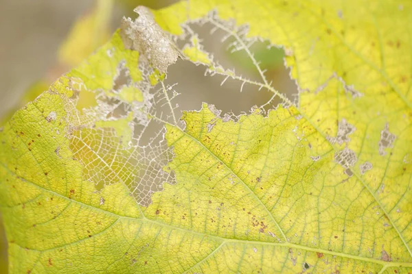 ツリー上の破損した緑の葉 — ストック写真