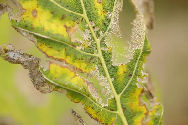 Ağaçtaki hasarlı yeşil yaprak