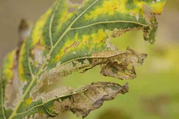Ağaçtaki hasarlı yeşil yaprak