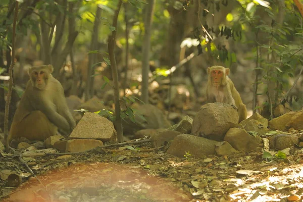 Małpa Lesie — Zdjęcie stockowe