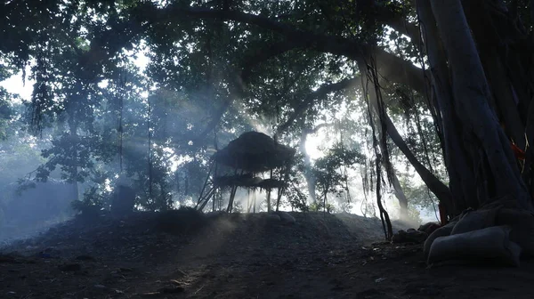 Trees silhouette in the Indian Forest