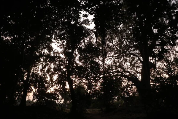 Trees silhouette in the Indian Forest