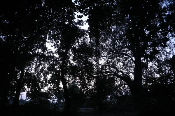 Trees Silhouette Indian Forest — 图库照片