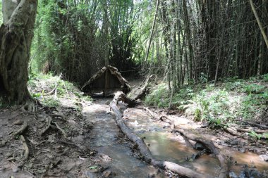 Ormandaki Büyük Bambu Çalılıklarının Geniş Çekimi