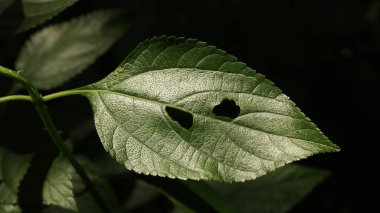 Ağaçtaki hasarlı yeşil yaprak